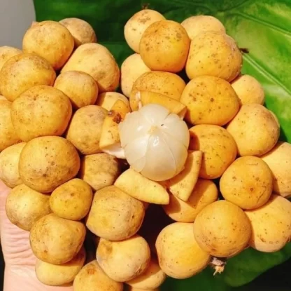 Bòn bon Thái lớn
