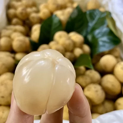 Bòn bon Thái lớn