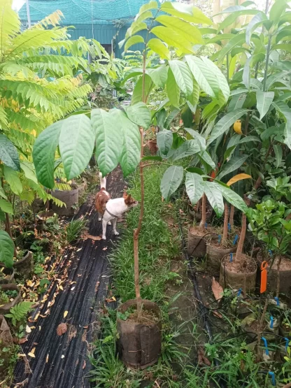 Bòn bon Thái lớn
