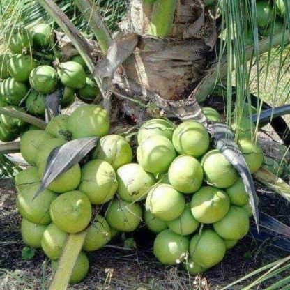 cay giong dua xiem day