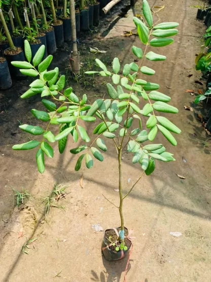 cây giống Nhãn Xuồng Cơm Vàng