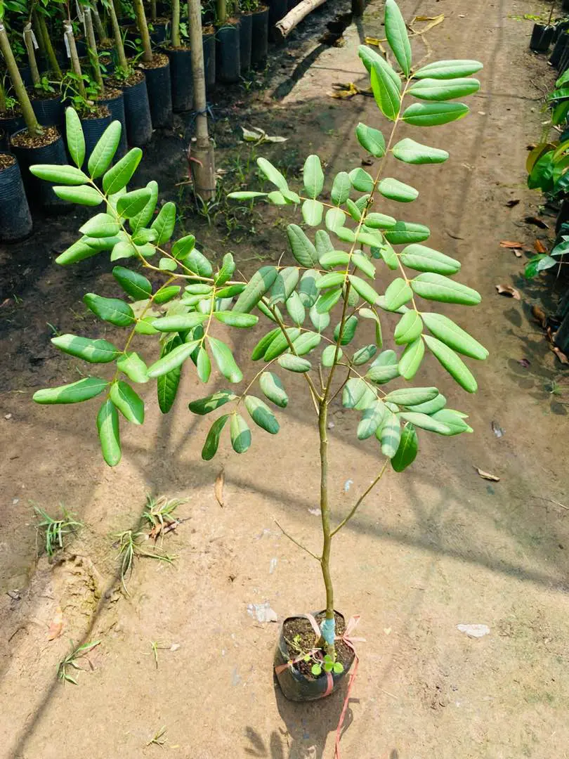 cây giống Nhãn Xuồng Cơm Vàng