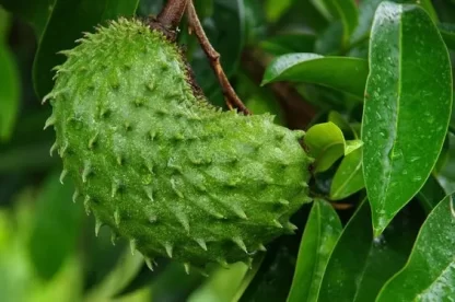 cay giong man cau xiem thai