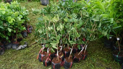 cây giống nhãn hồng phúc
