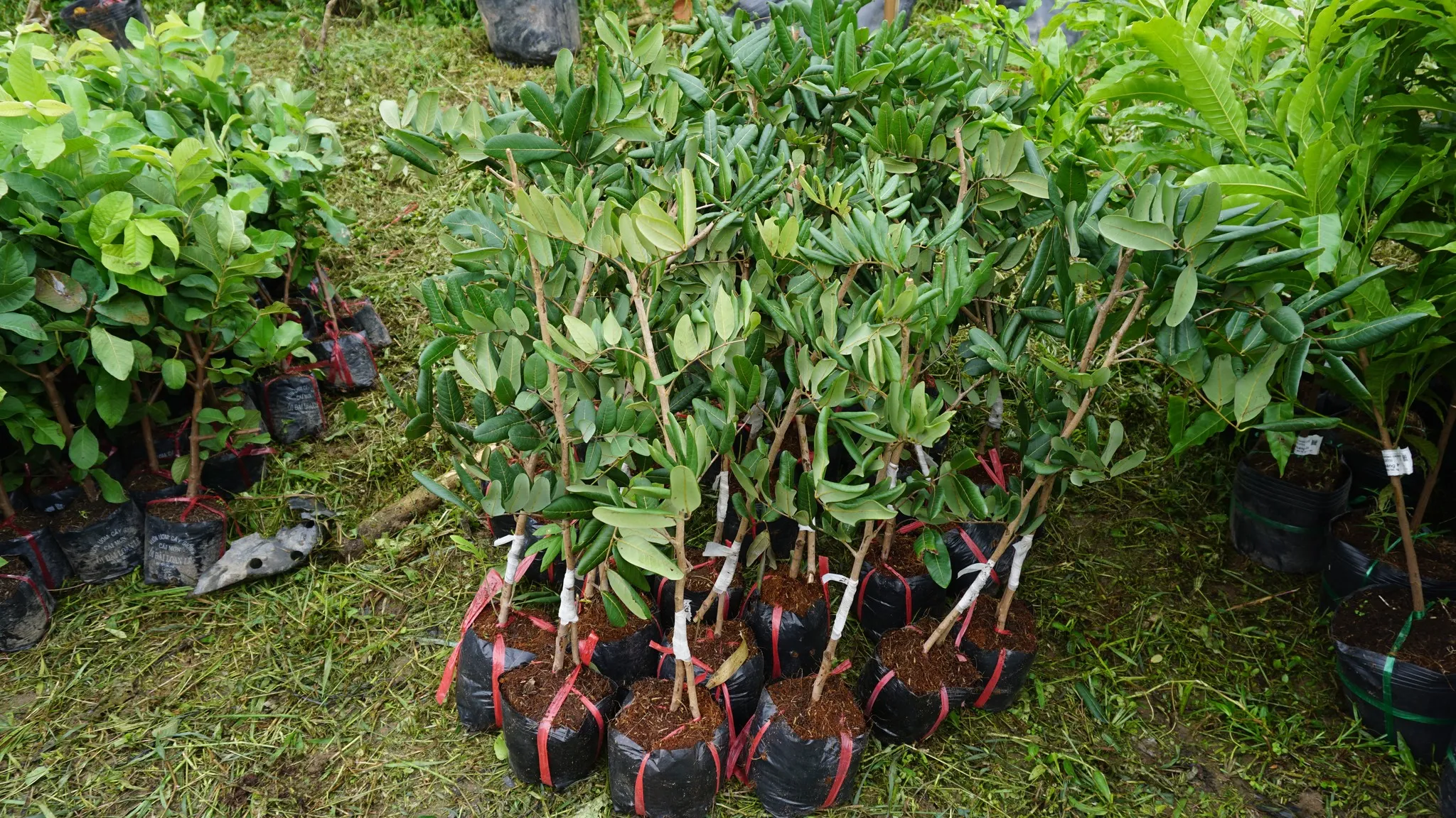 cây giống nhãn hồng phúc