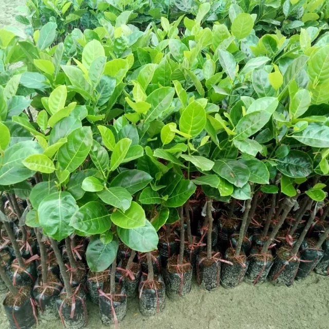 Cây giống mít thái siêu sớm