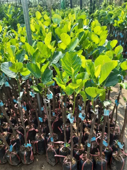 cây giống mít mã lai