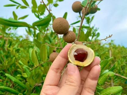 cây giống Nhãn Xuồng Cơm Vàng