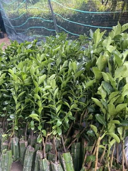cay giong chanh bong tim (chanh tau chum)