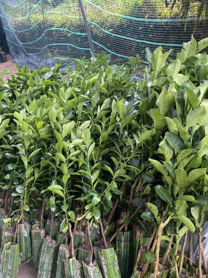 cay giong chanh bong tim (chanh tau chum)