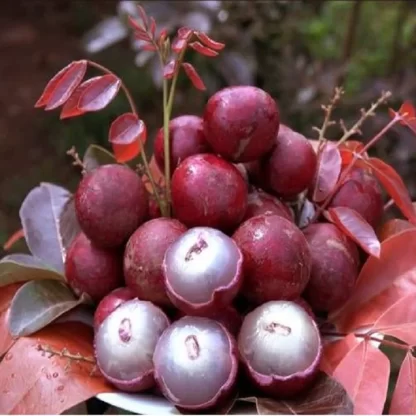 cây giống nhãn long tím