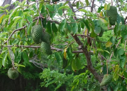 cay giong man cau xiem thai