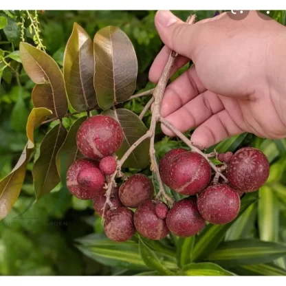cây giống nhãn long tím