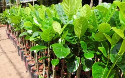 cây giống mít