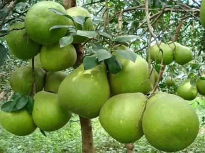 cay giong buoi nam roi