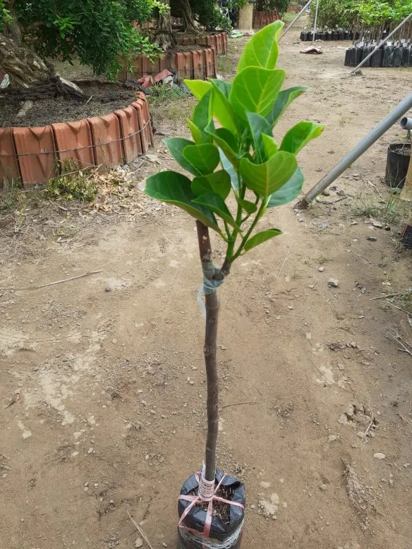 cây giống mít ruột đỏ