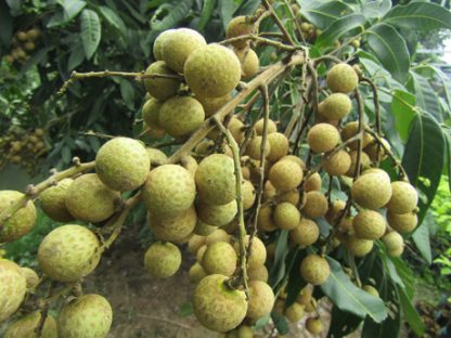 cây giống nhãn hồng phúc