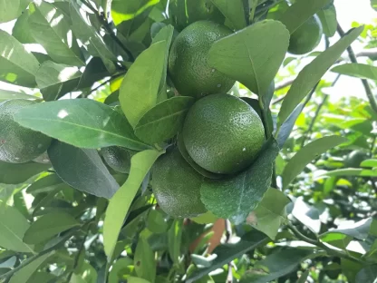 cay giong chanh bong tim (chanh tau chum)
