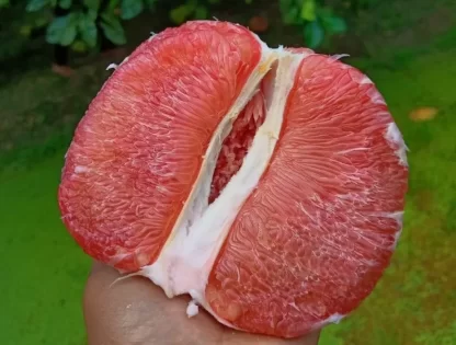 cay giong buoi ruby