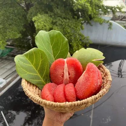 cay giong buoi ruby