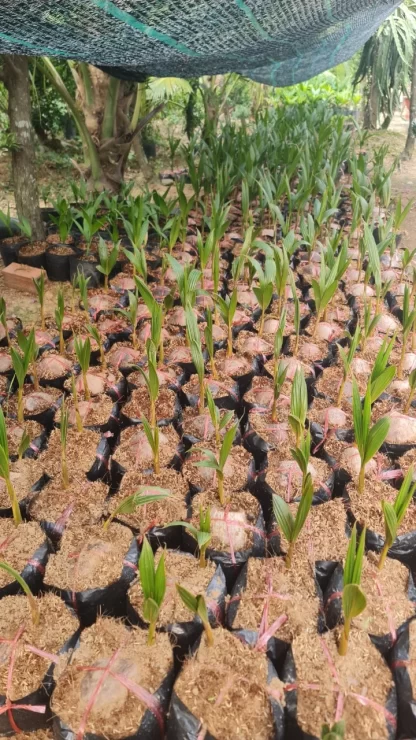 cay giong dua mai lai