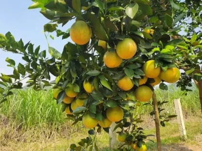 cay giong cam vinh nghe an