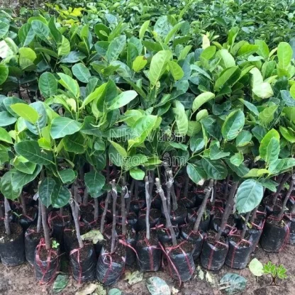 cây giống mít mã lai