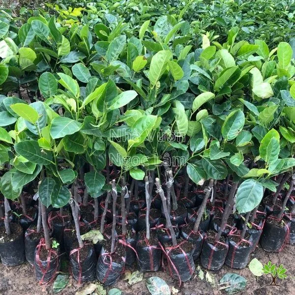 cây giống mít mã lai