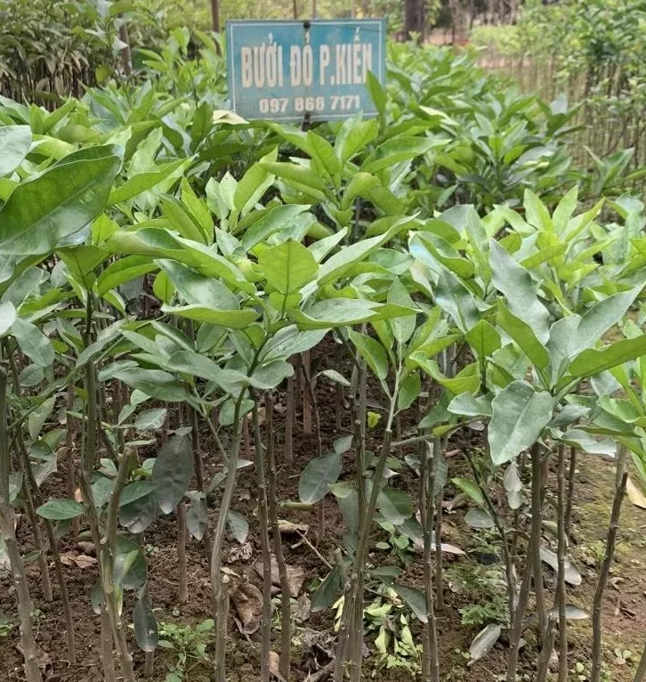 cay giong buoi phuc kien