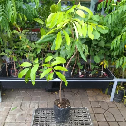 cây giống nhãn idor