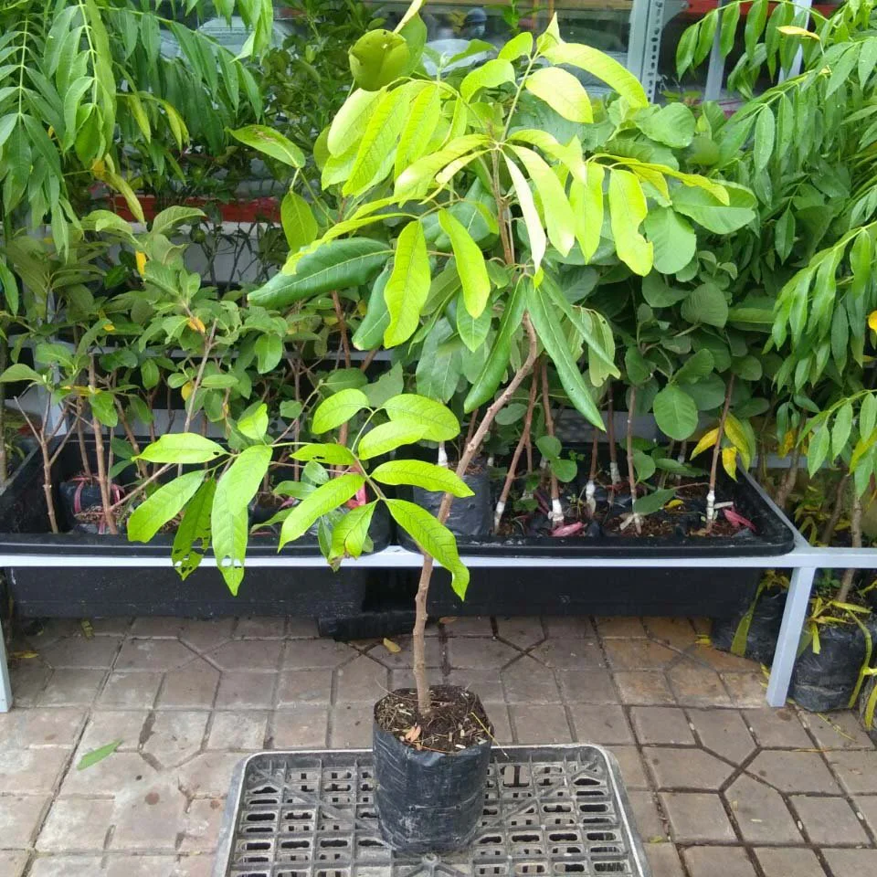 cây giống nhãn idor