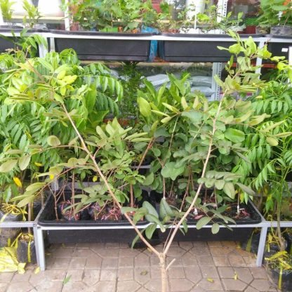 cây giống Nhãn Xuồng Tím