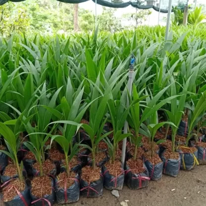 cay giong dua xiem xanh lun