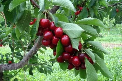 cay giong cherry anh dao (my)