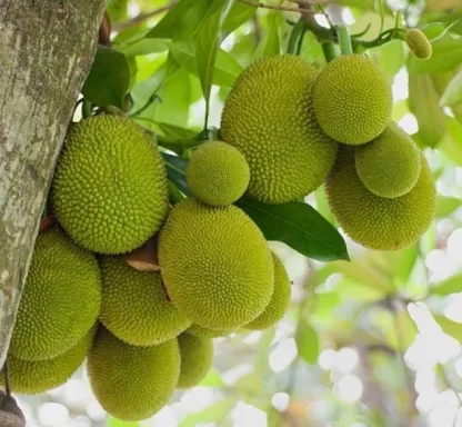 cây giống mít