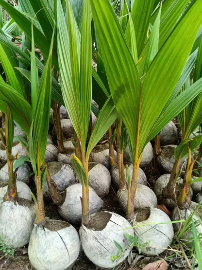 cay giong dua mai lai
