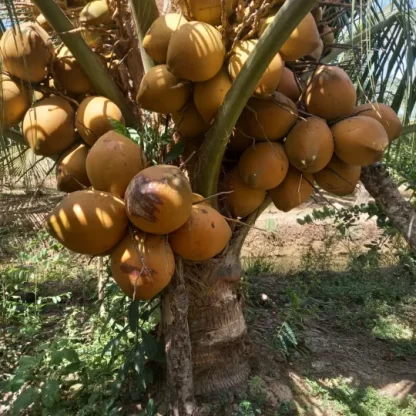 cay giong dua mai lai