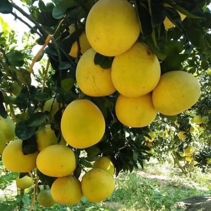 cay giong buoi phuc kien