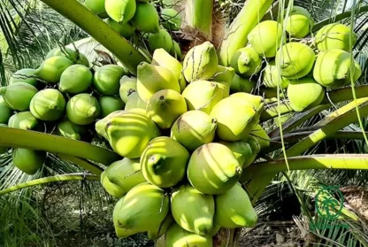 cay giong dua xiem day
