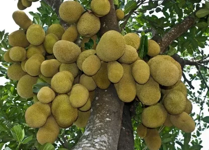cây giống mít