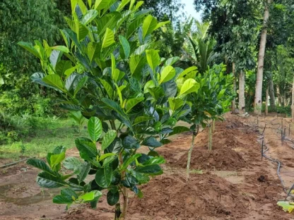 cây giống mít ruột đỏ