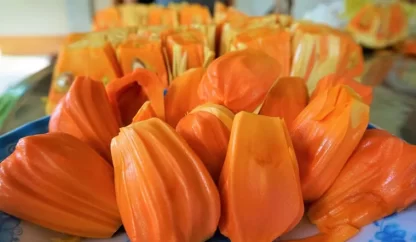 cây giống mít ruột đỏ