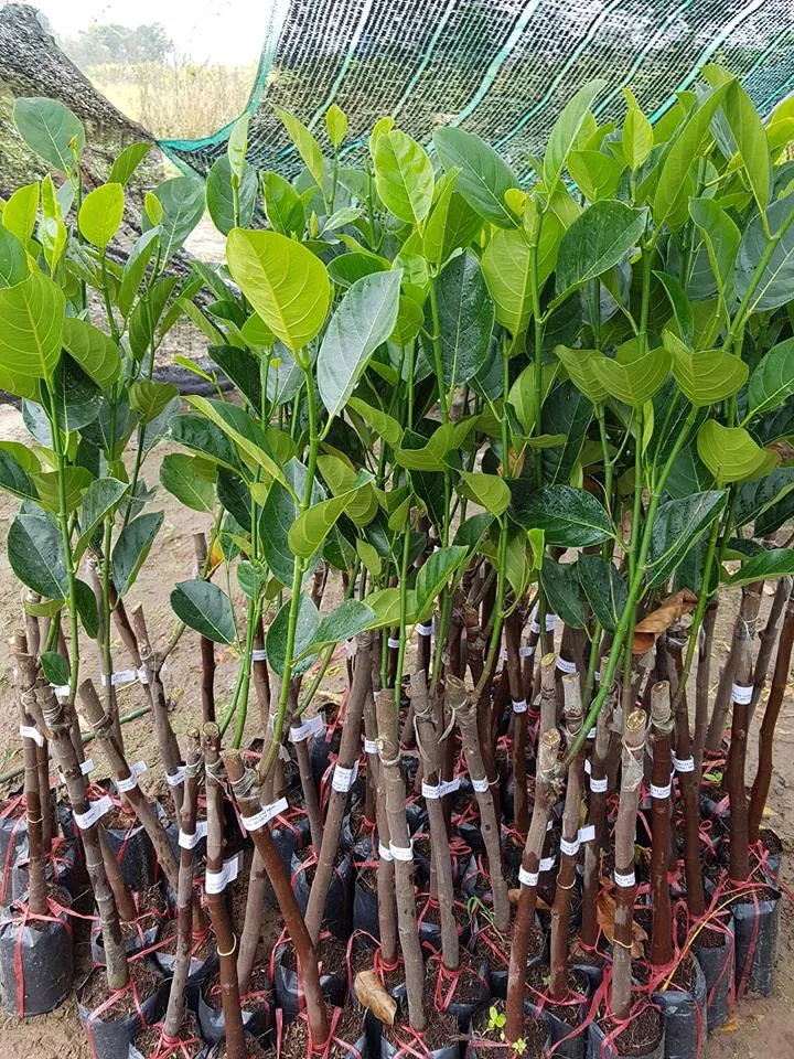 cây giống mít nghệ tứ quý