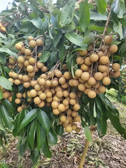 cây giống nhãn idor