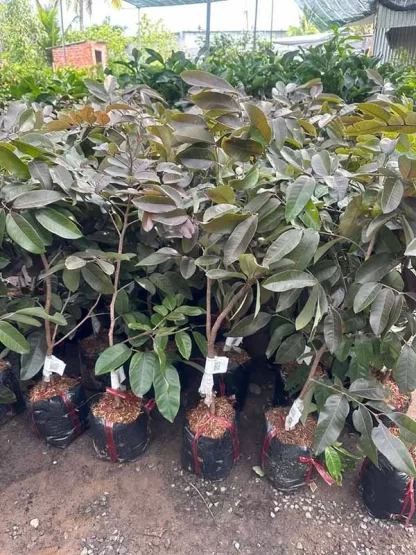 cây giống nhãn long tím