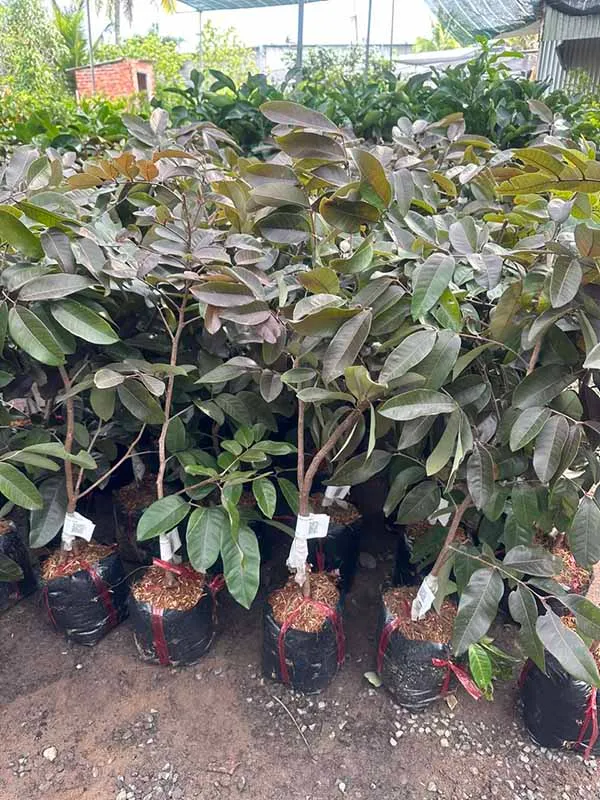 cây giống nhãn long tím