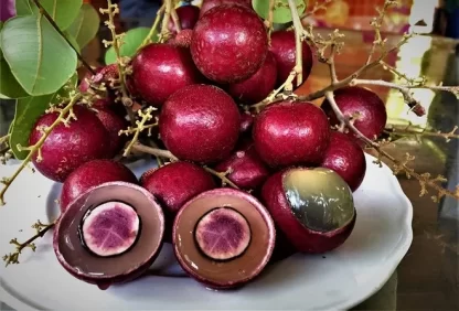 cây giống Nhãn Xuồng Tím