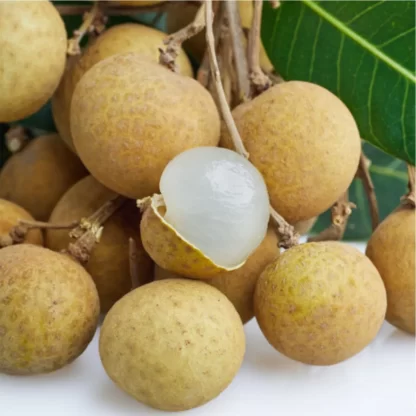 cây giống nhãn hồng phúc