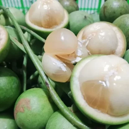 cay giong dau xanh