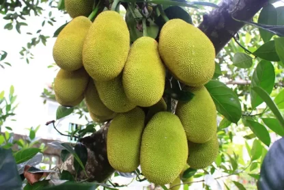 cây giống mít mã lai